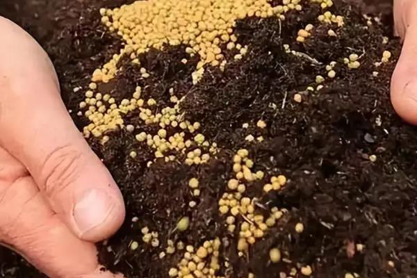 用生石灰消毒过多长时间可以种菜，一般需要1周以上才能种植