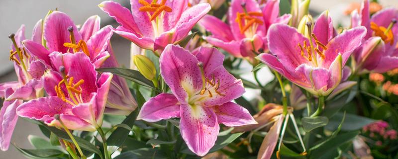 百合花徒长如何解决，采取增加光照、更换盆土等措施