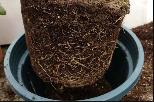 怎么养金边兰花,夏季可以每隔3-5天浇水一次