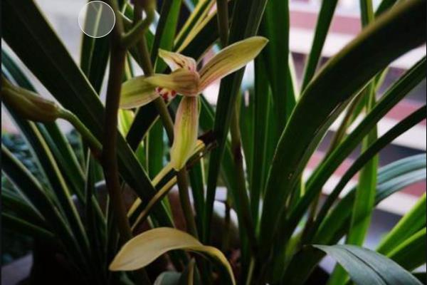 怎么养金边兰花,夏季可以每隔3-5天浇水一次