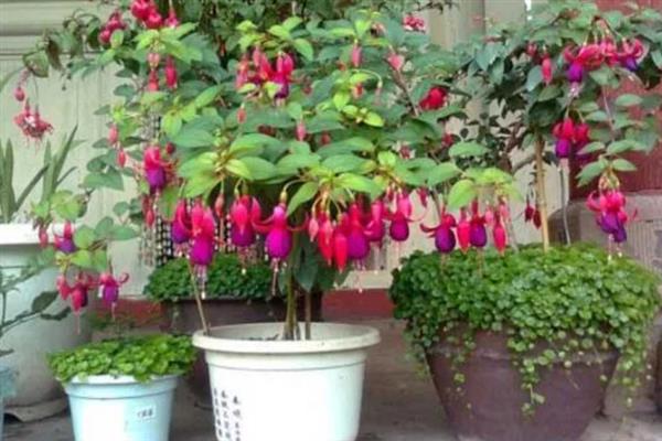 吊钟海棠的移栽方法，取出植株修剪根系后再栽种