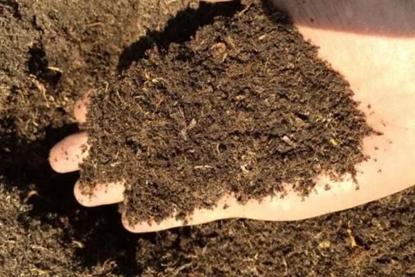 吊钟海棠的移栽方法，取出植株修剪根系后再栽种