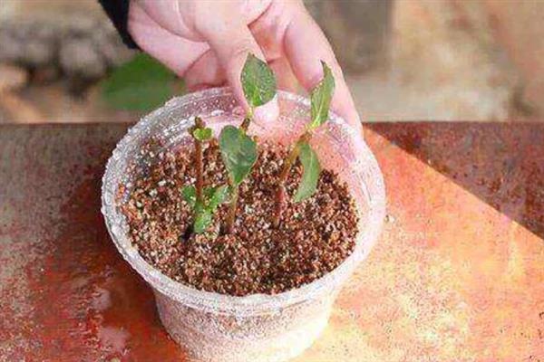吊钟海棠的移栽方法，取出植株修剪根系后再栽种