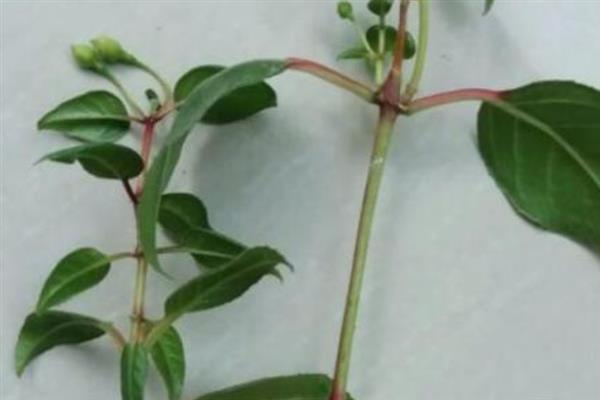 吊钟海棠的移栽方法，取出植株修剪根系后再栽种