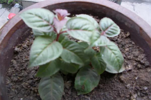 吊钟海棠的移栽方法，取出植株修剪根系后再栽种