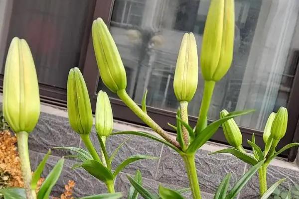 百合花徒长如何解决，采取增加光照、更换盆土等措施