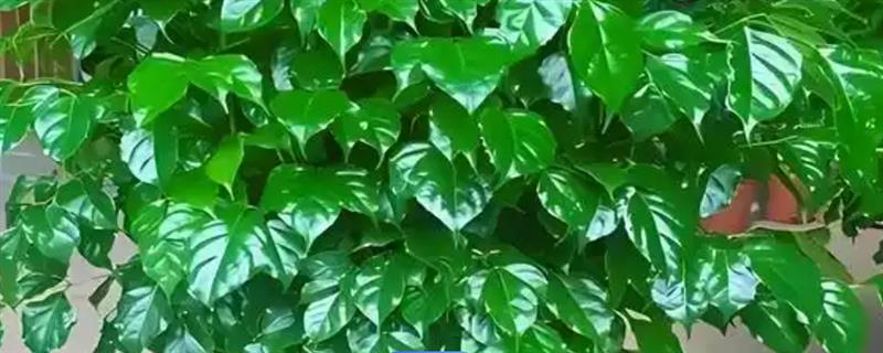 让幸福树茂盛生长的方法，生长季节每隔半个月追施一次复合肥
