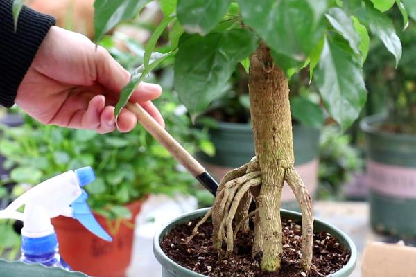 让幸福树茂盛生长的方法，生长季节每隔半个月追施一次复合肥