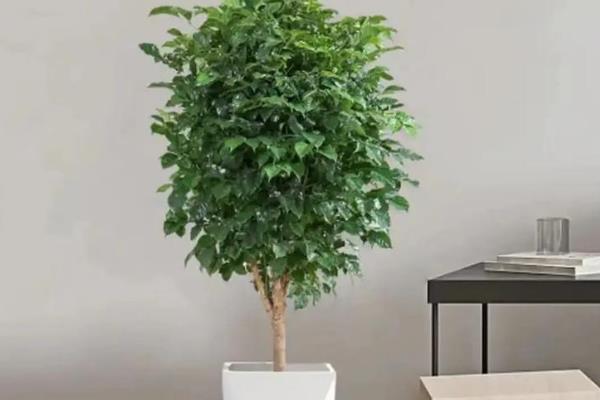 让幸福树茂盛生长的方法，生长季节每隔半个月追施一次复合肥