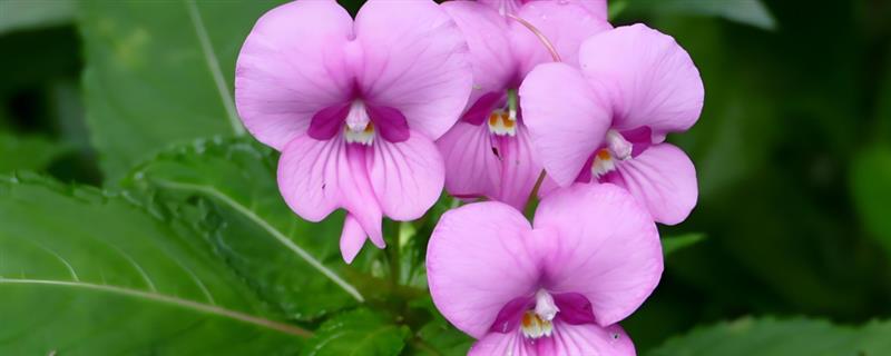 指甲花是哪种花，指的是凤仙花