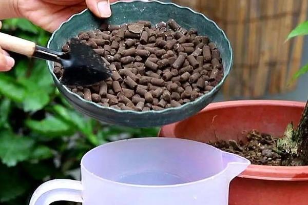 红豆杉的施肥原则，适合施加含氮、磷、钾的复合肥
