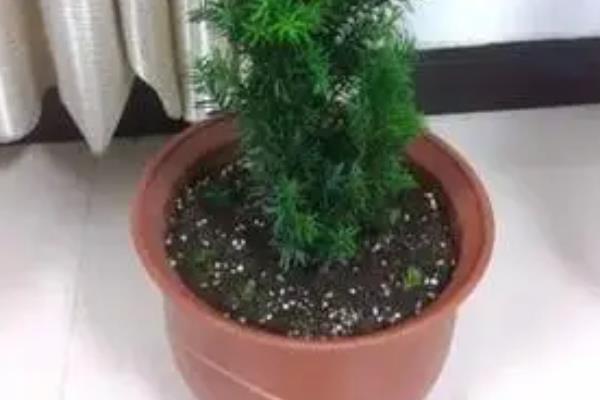 红豆杉的施肥原则，适合施加含氮、磷、钾的复合肥