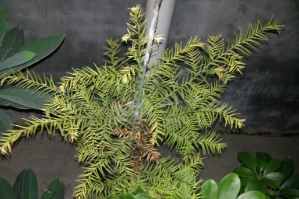 红豆杉的施肥原则，适合施加含氮、磷、钾的复合肥