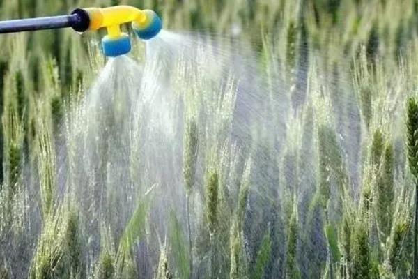 红豆杉的施肥原则，适合施加含氮、磷、钾的复合肥