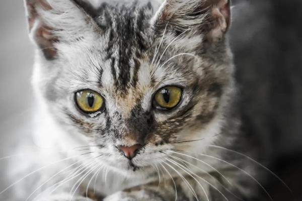 猫咪吐黄水有泡沫没精神如何处理，无其它症状可饲喂葡萄糖和益生菌