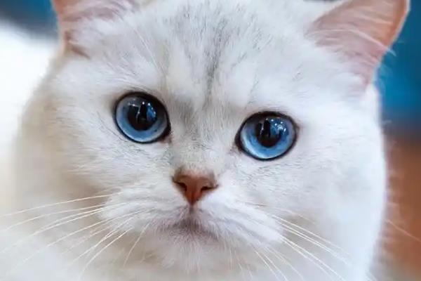 猫咪吐黄水有泡沫没精神如何处理，无其它症状可饲喂葡萄糖和益生菌