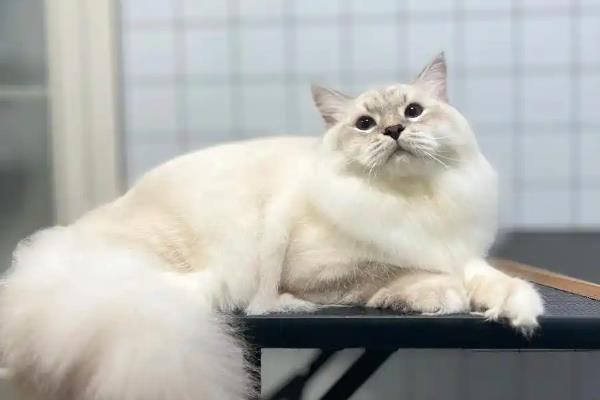 猫咪吐黄水有泡沫没精神如何处理，无其它症状可饲喂葡萄糖和益生菌