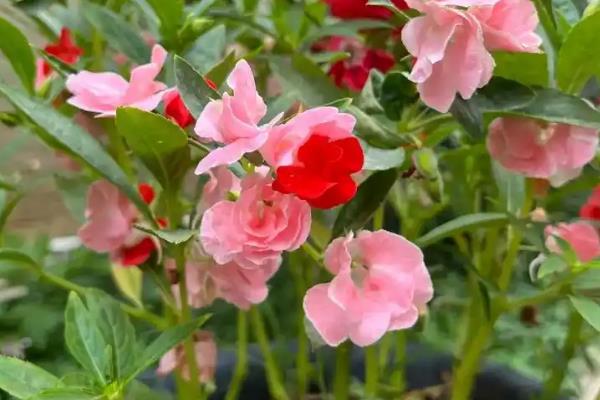 指甲花是哪种花，指的是凤仙花