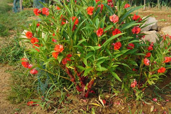 指甲花是哪种花，指的是凤仙花
