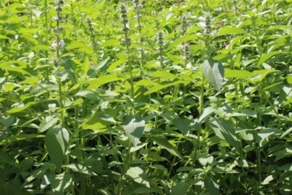 荆芥可以施什么肥，基肥一般选择施用农家肥