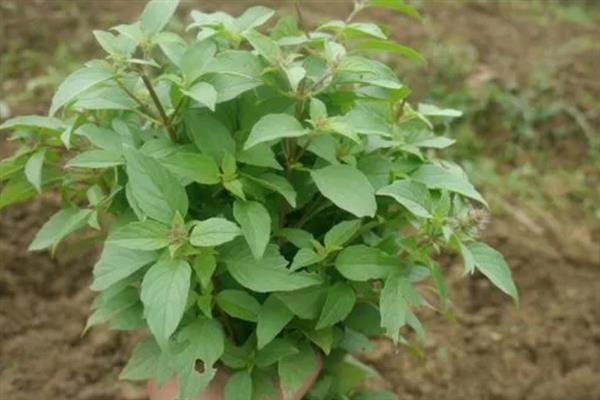 荆芥可以施什么肥，基肥一般选择施用农家肥