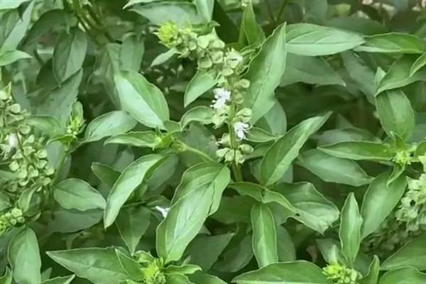 荆芥可以施什么肥，基肥一般选择施用农家肥
