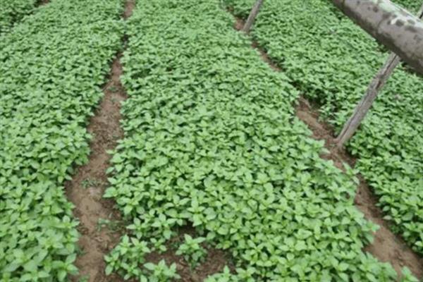荆芥可以施什么肥，基肥一般选择施用农家肥