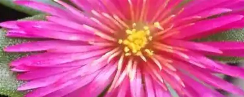 怎么养田七花，需定期施肥