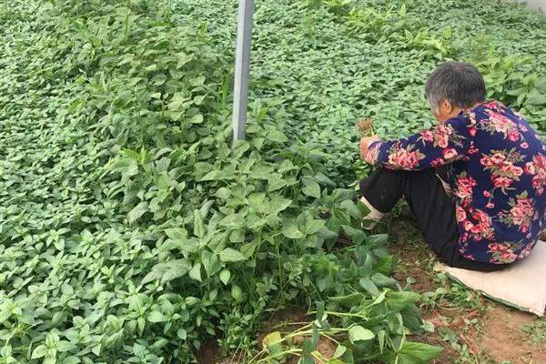 荆芥可以施什么肥，基肥一般选择施用农家肥