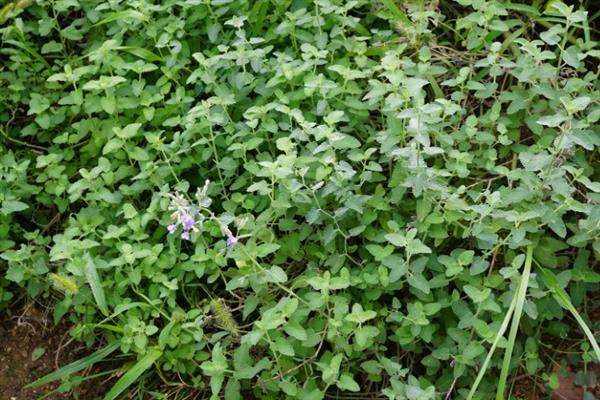 荆芥可以施什么肥，基肥一般选择施用农家肥