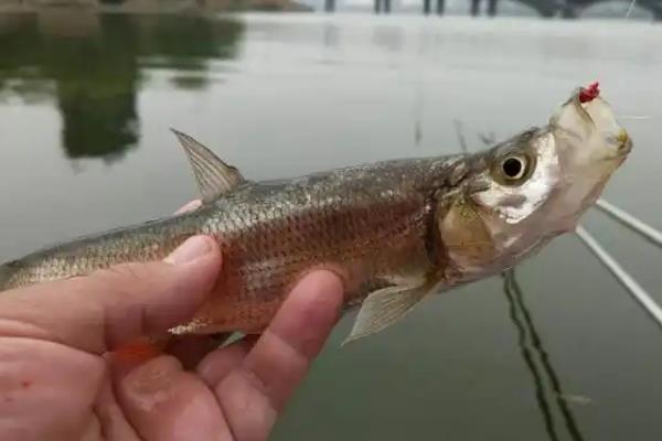 路亚钓翘嘴的技巧，可采用专用的路亚竿