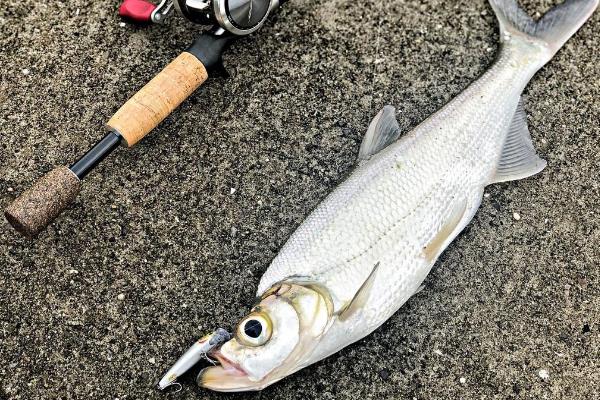 路亚钓翘嘴的技巧，可采用专用的路亚竿