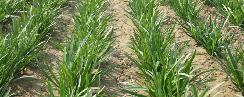 韭菜的种植时间，3月下旬至4月下旬播种为宜