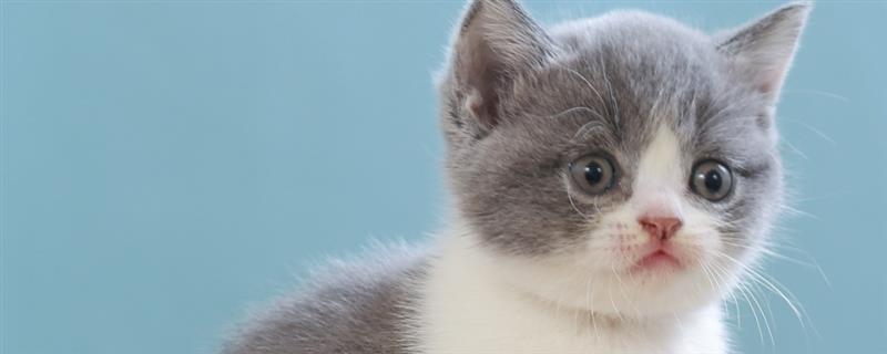 提倡在室内养猫的原因，可以避免交通事故和感染传染病等