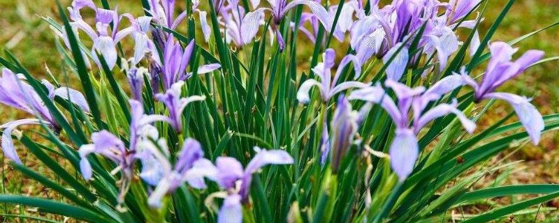 马蔺的繁殖方法,可播种也可分株繁殖