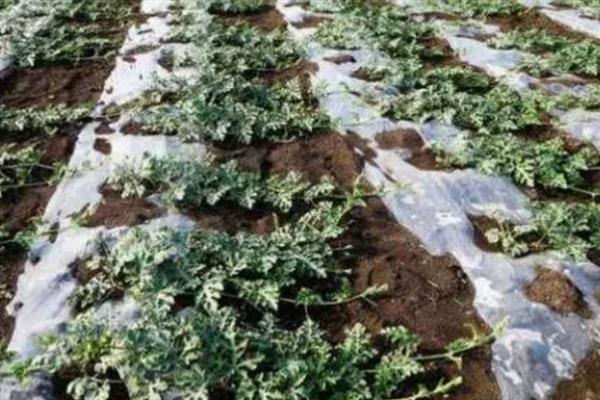 大棚多膜覆盖西瓜的栽培方法，亩种植密度635-750株