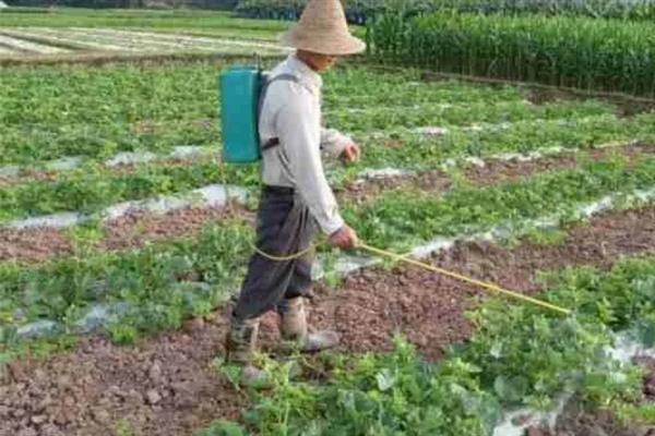 大棚多膜覆盖西瓜的栽培方法，亩种植密度635-750株