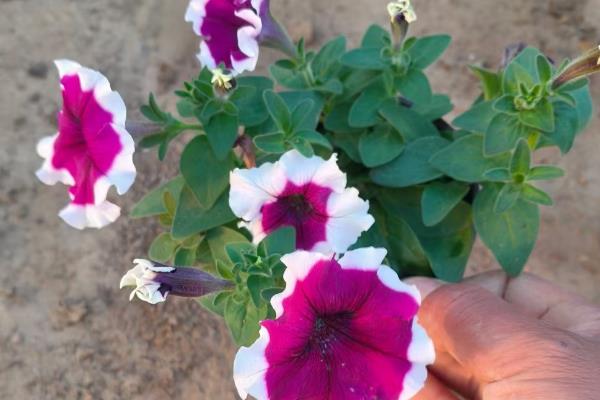 矮牵牛开花后怎么留种，待入秋成熟后取种分类标注保存
