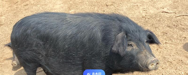 中国家猪有哪些品种，常见的有藏香猪、东北民猪等