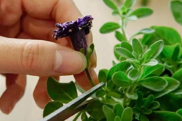 矮牵牛开花后怎么留种，待入秋成熟后取种分类标注保存