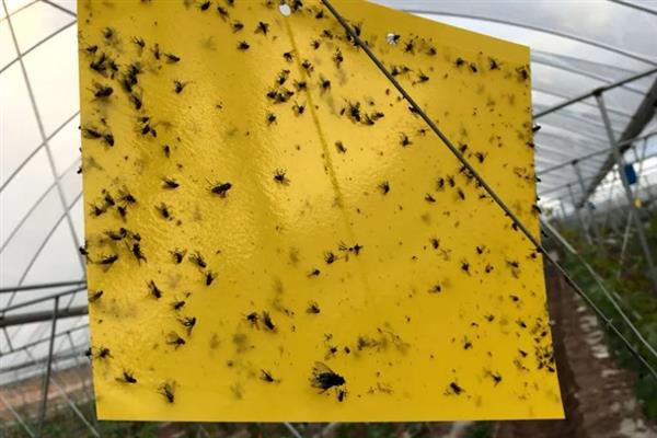 大棚多膜覆盖西瓜的栽培方法，亩种植密度635-750株