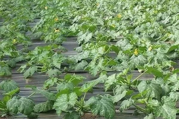大棚多膜覆盖西瓜的栽培方法，亩种植密度635-750株