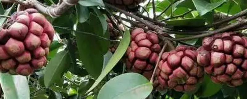 种黑老虎适合用什么土，沙壤土有利于它生长