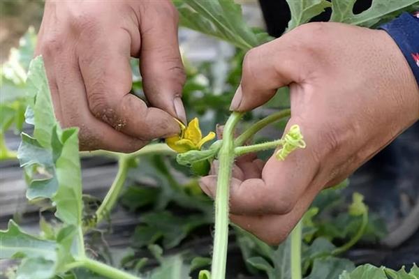 大棚多膜覆盖西瓜的栽培方法，亩种植密度635-750株