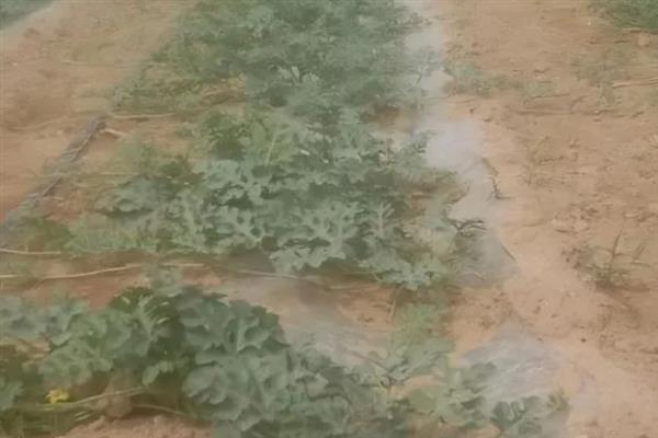 大棚多膜覆盖西瓜的栽培方法，亩种植密度635-750株