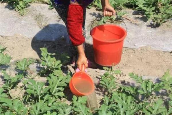 大棚多膜覆盖西瓜的栽培方法，亩种植密度635-750株