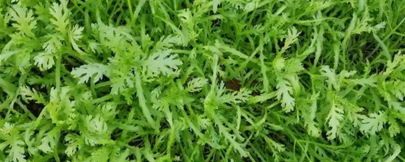 哪些蔬菜的生长期在30天以内，包含芝麻菜、鸡毛菜、小叶茼蒿等品种