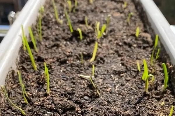 韭菜的种植时间，3月下旬至4月下旬播种为宜