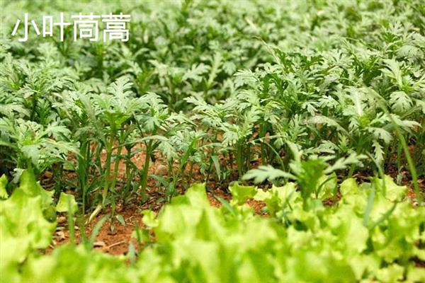 哪些蔬菜的生长期在30天以内，包含芝麻菜、鸡毛菜、小叶茼蒿等品种