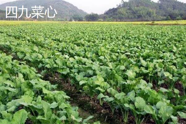 哪些蔬菜的生长期在30天以内，包含芝麻菜、鸡毛菜、小叶茼蒿等品种